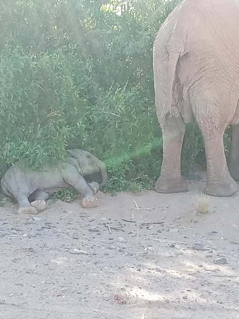 image n.20 of Elephant Adventure with Herson - a native of Damaraland activity in Kunene Region, uploaded by supplier