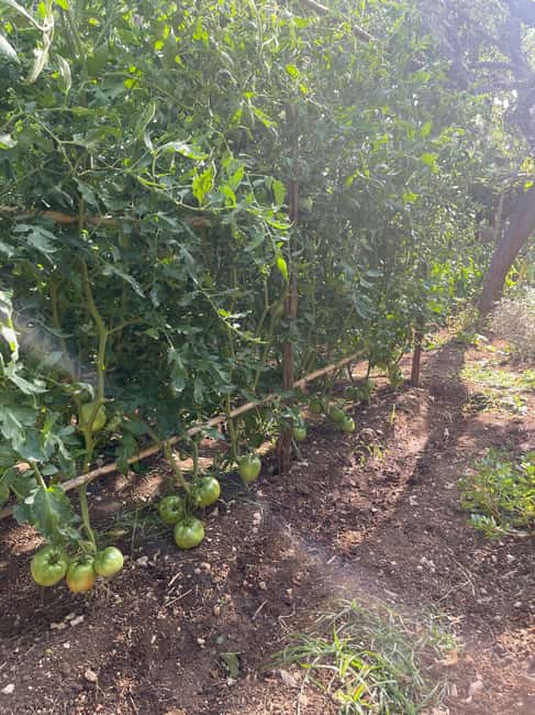 image n.5 of Maiori: Amalfi Coast Path of Lemons Day Trip with Tastings activity in Maiori, uploaded by supplier