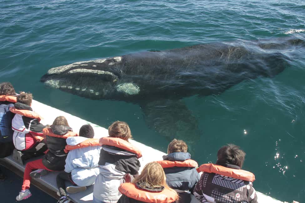 Bild Nr. 2 von Puerto Piramides: Walbeobachtungstour mit dem Boot Aktivität in Argentinien, hochgeladen vom Anbieter