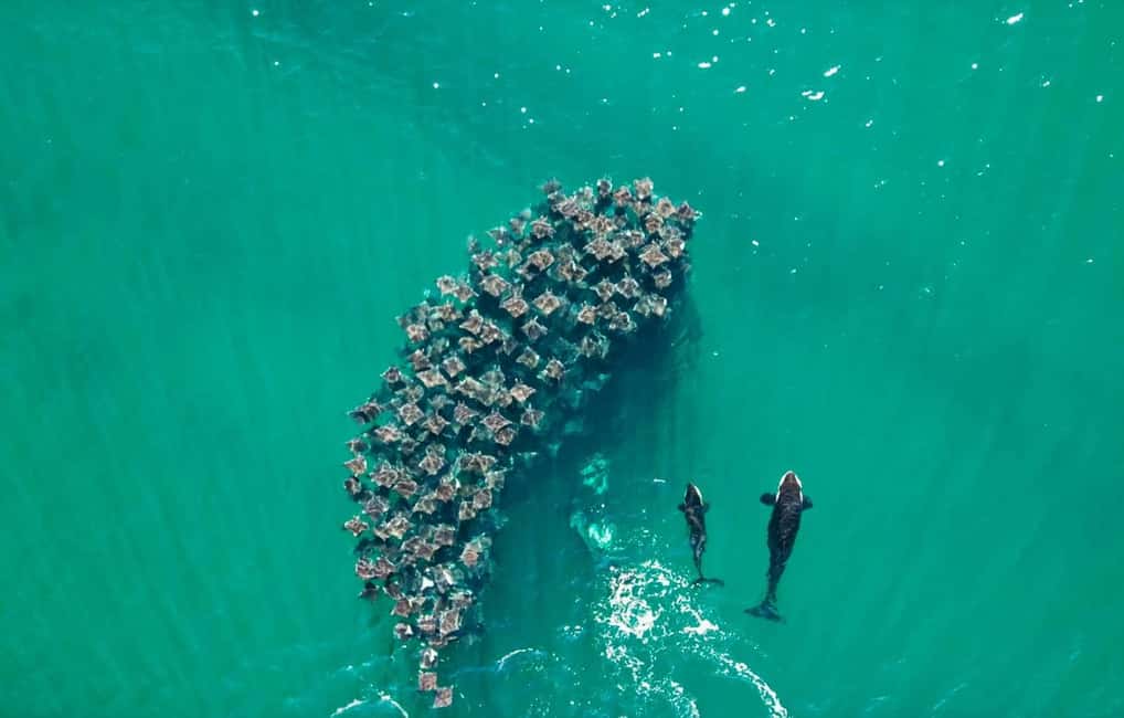 image n.3 of La Paz or La Ventana: Ocean Safari activity in Baja California Sur, uploaded by supplier