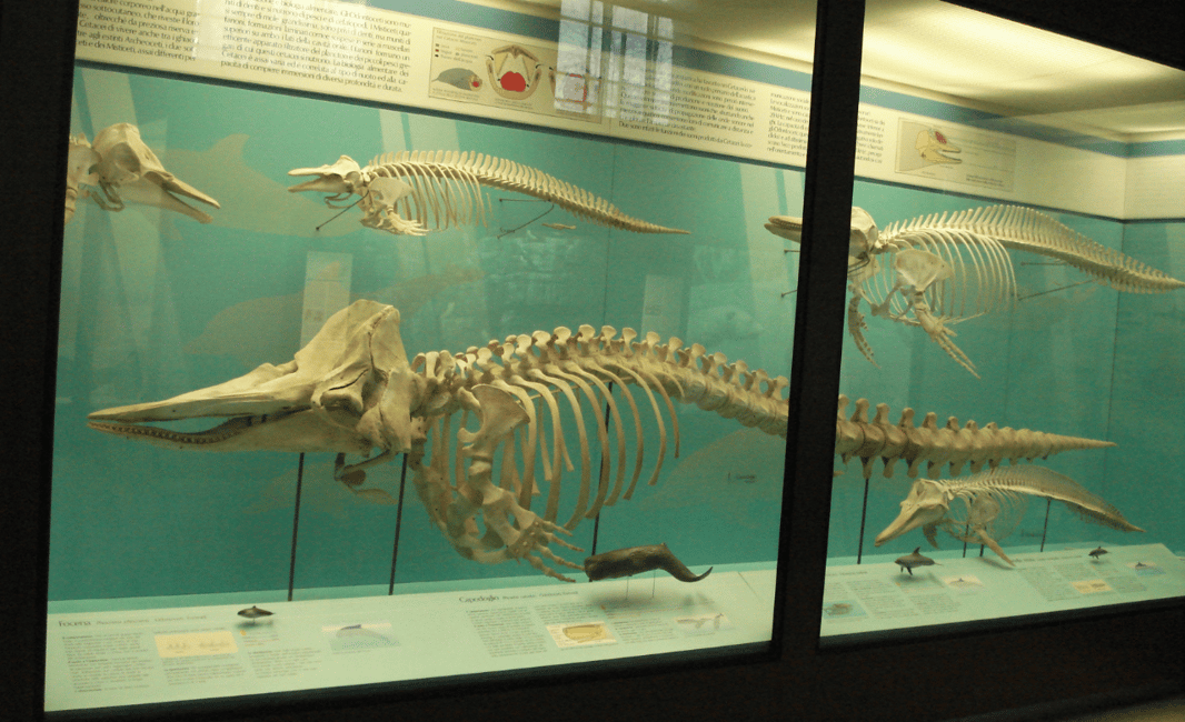 image n.6 of Milan: Natural History Museum Entry Ticket & Audio Guide activity in Milan, uploaded by supplier