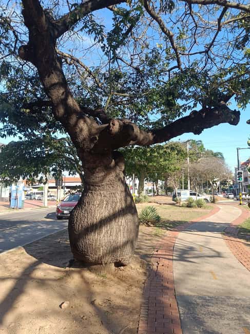 imagem n.3 de Excursão a pé pelo mercado de rua local atividade em Santa Cruz, carregada pelo fornecedor
