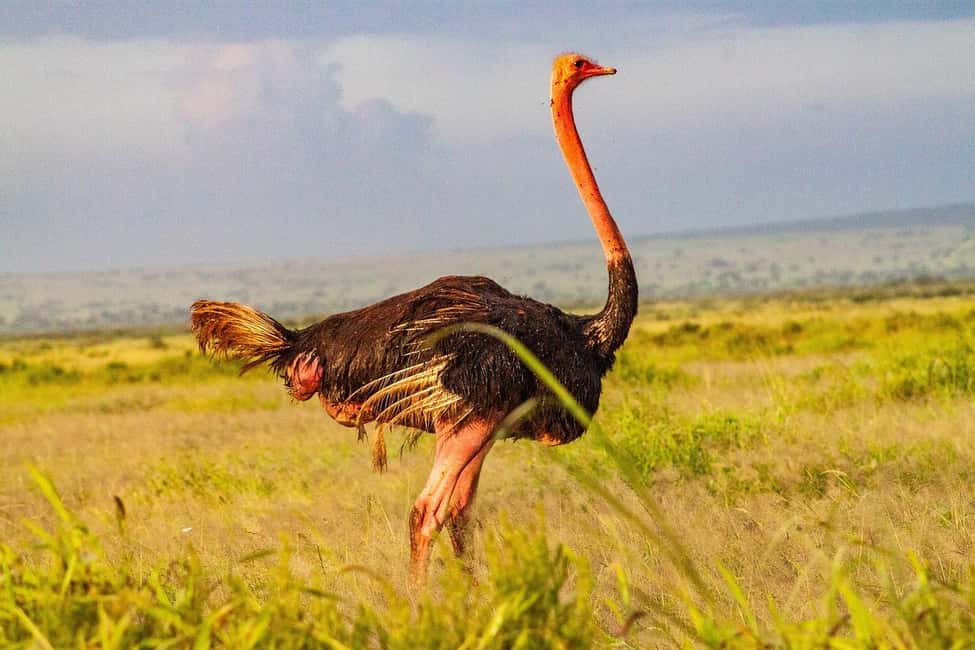Image N°12 de Depuis Nairobi : Excursion d'une journée au parc national d'Amboseli activité à Province centrale du Kenya, publiée par le prestataire