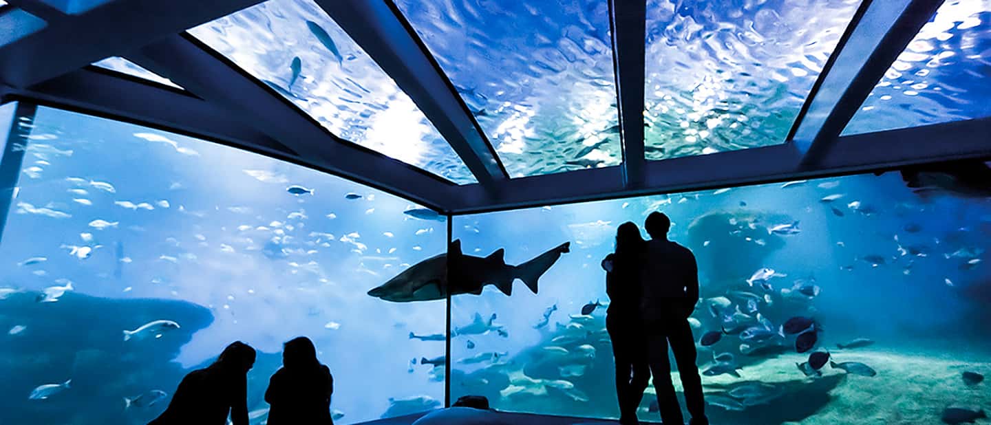 afbeelding n.9 van Mallorca: Toegangbewijs Palma Aquarium met Optionele 3D Bioscoop activiteit in Palma de Mallorca, geüpload door aanbieder