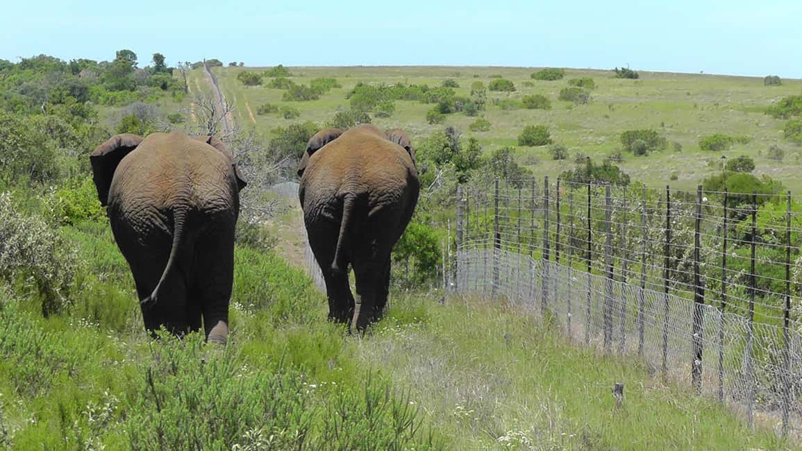 image n.21 of Port Elizabeth:2-Day Schotia Safaris & Addo Wildlife Reserve activity in Eastern Cape, uploaded by supplier