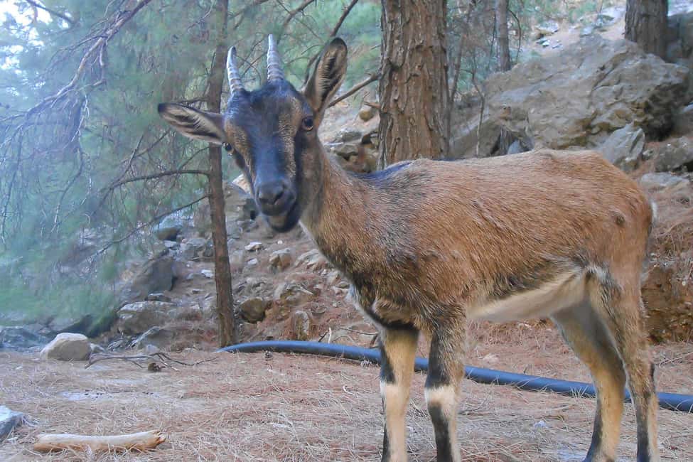 image n.4 of Crete: Samaria Gorge Hiking with transfer and expert Escort activity in Chania, uploaded by supplier