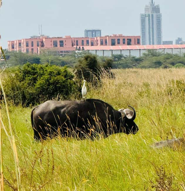 image n.14 of Nairobi : Nairobi National Park: 5- hours Guided Game Drive activity in Nairobi, uploaded by supplier