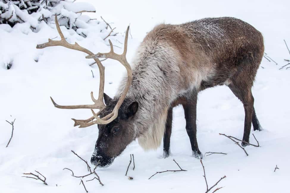 image n.23 of Alaska Wildlife Conservation Center: Admission Ticket activity in Anchorage, uploaded by supplier