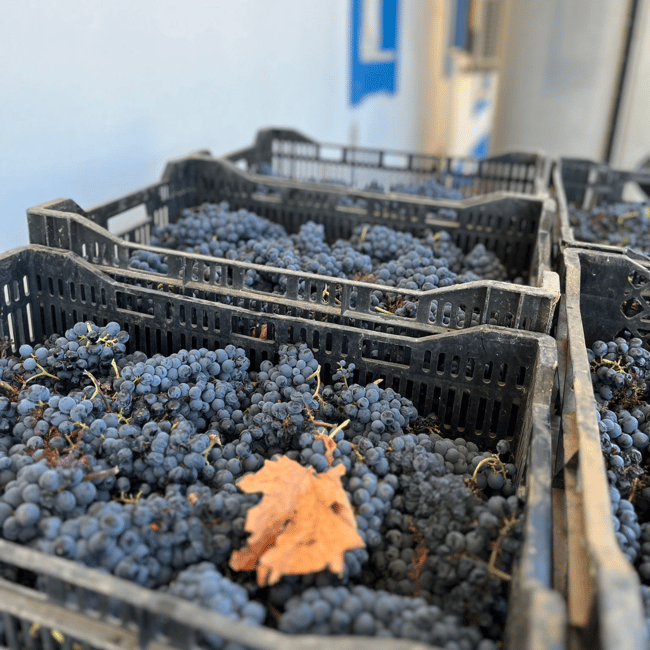 image n.17 of From Albufeira: Full-Day Wine Tasting Tour with a Guide activity in Monchique, uploaded by supplier