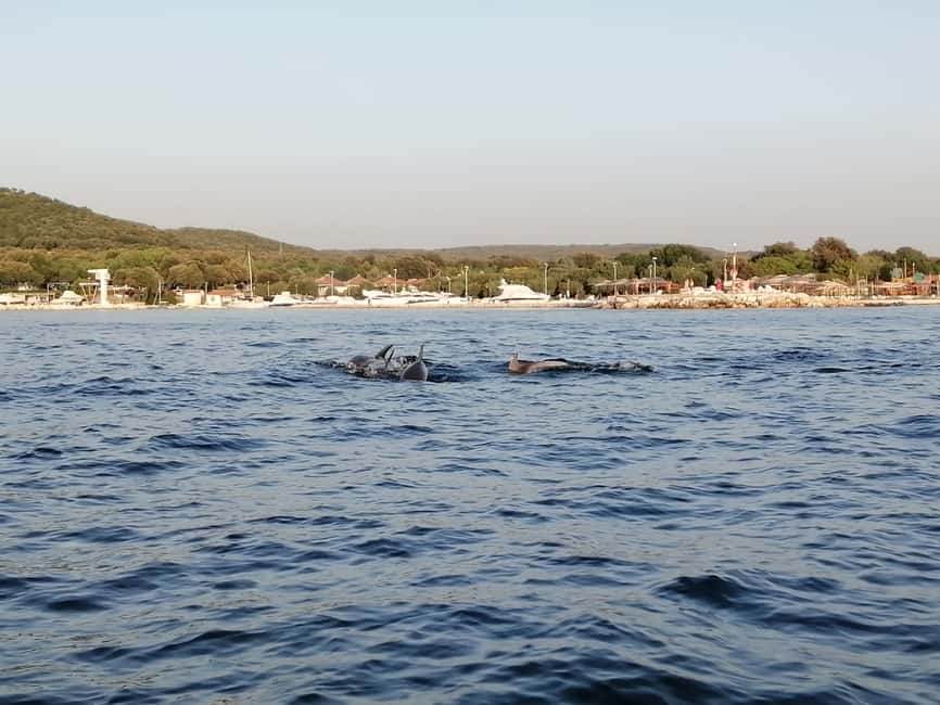 Immagine nº 6 di Orsera: Avventura al tramonto con osservazione dei delfini in motoscafo attività a Orsera, caricata dal fornitore