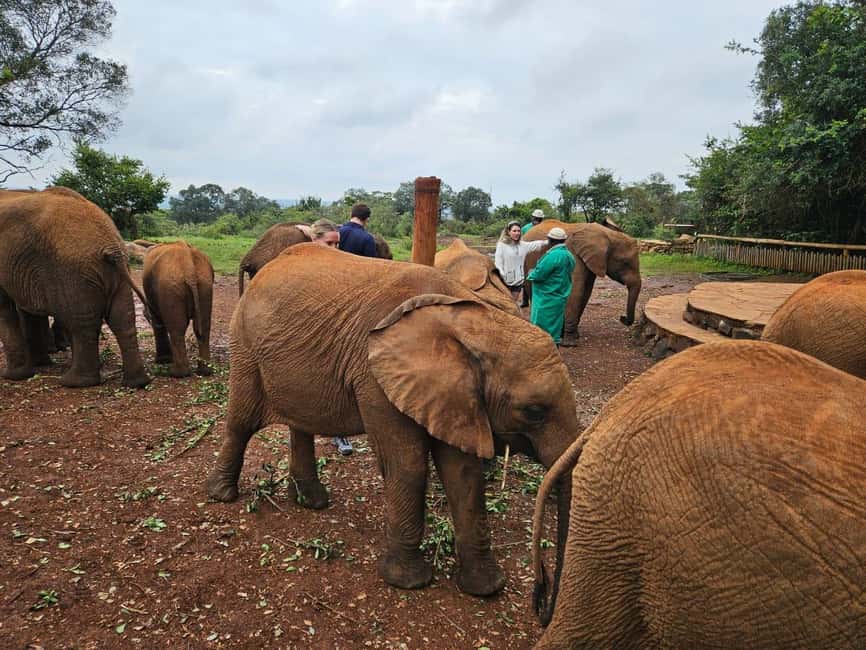 image n.86 of Elephant Orphanage, Giraffee Center, Karen Blixxen Meseum activity in Nakuru, uploaded by supplier