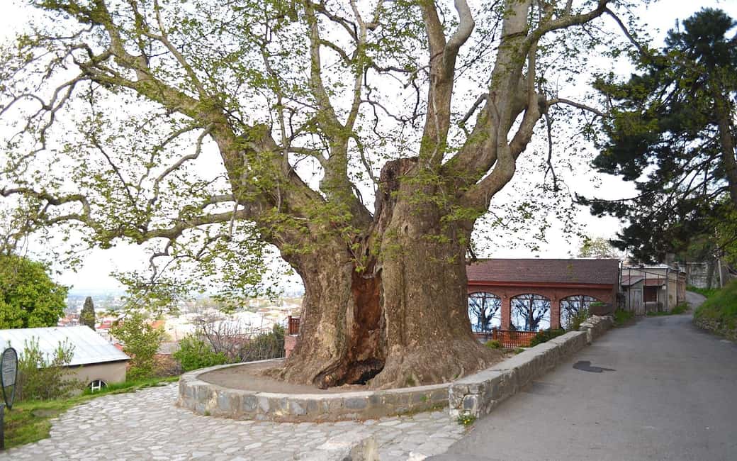 image n.13 of Tbilisi: Kakheti Region,Signaghi Tour with 7 Wine Tastings activity in Sighnaghi, uploaded by supplier
