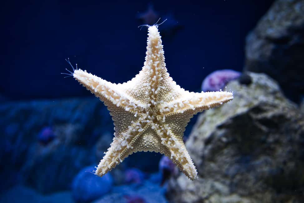 bild nr.4 av Orlando: Kombibiljett till Madame Tussauds och SEA LIFE Aquarium aktivitet i Orlando, uppladdad av arrangören