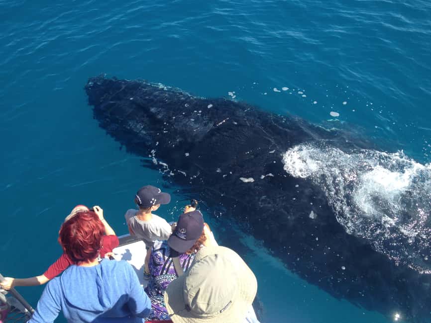 image n.5 of Noosa; Noosa Thriller Whale Watching activity in Noosaville, uploaded by supplier