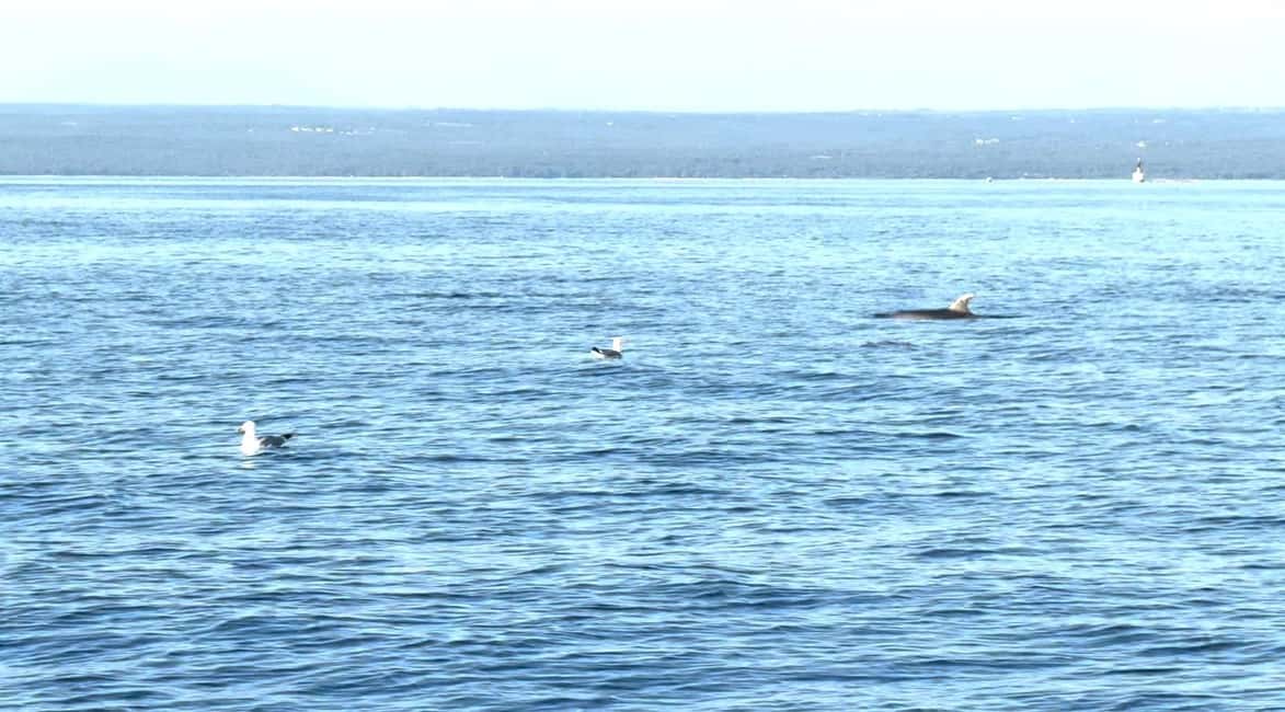image n.11 of Fazana: dolphin safari and sightseeing in Brijuni at sunset activity in Pula, uploaded by supplier