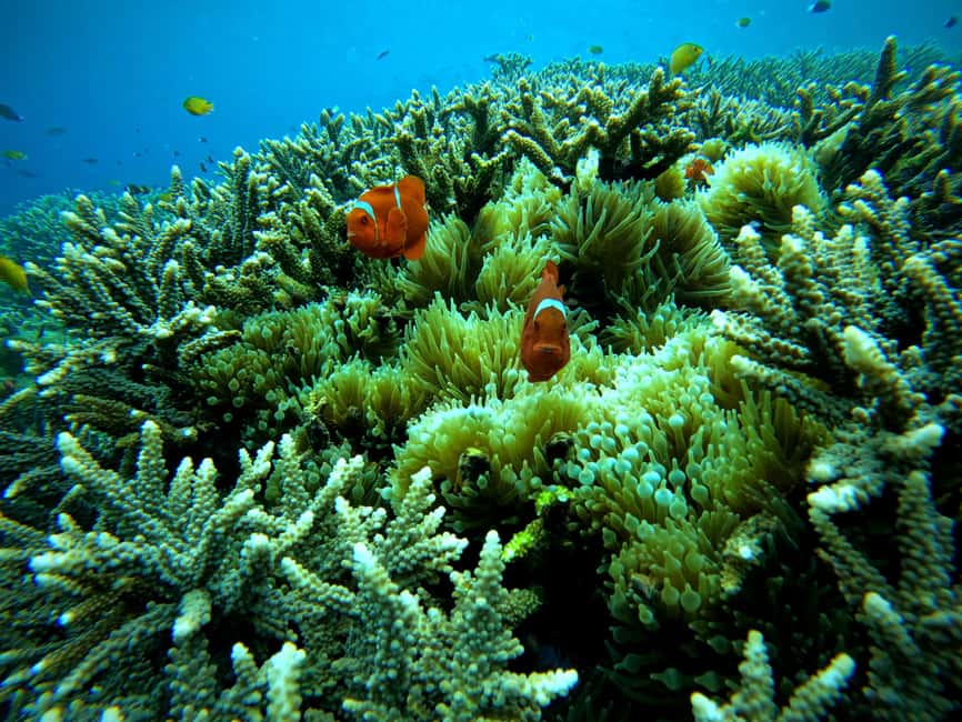image n.9 of From Lembongan: Nusa Penida Snorkeling Day Trip activity in Bali, uploaded by supplier
