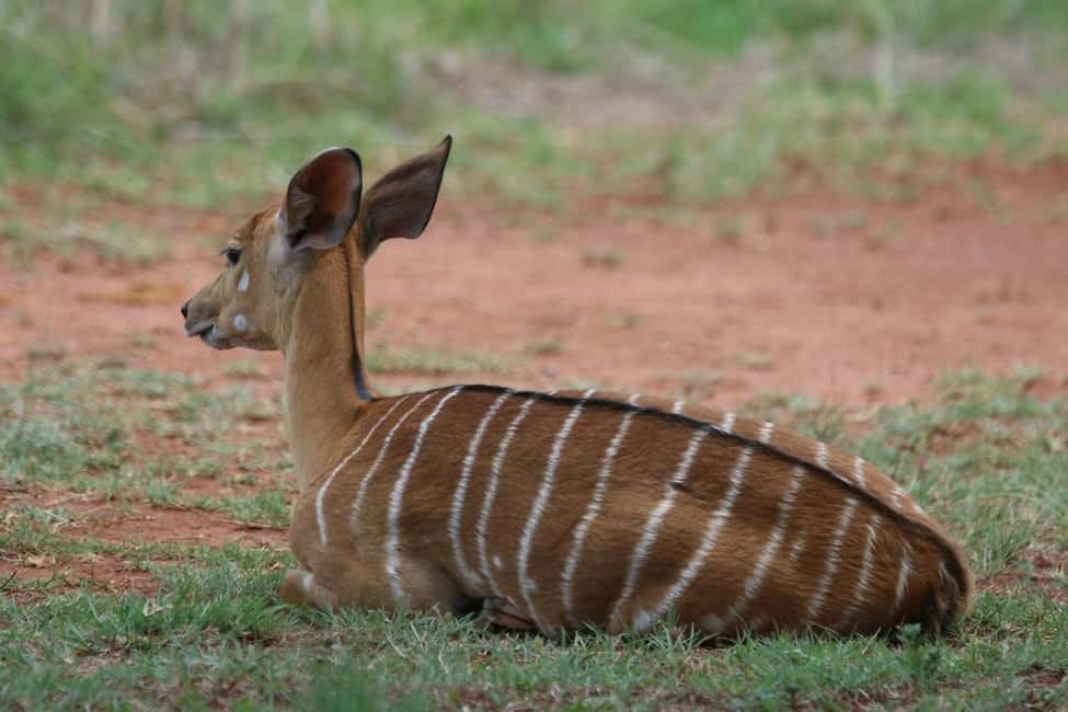 image n.3 of Nairobi : Nairobi National Park: 5- hours Guided Game Drive activity in Nairobi, uploaded by supplier