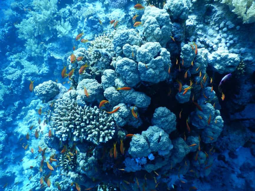Immagine nº 72 di Hurghada: Escursione di un giorno a Orange Bay con sport acquatici e pranzo attività a Governatorato del Mar Rosso, caricata dal fornitore