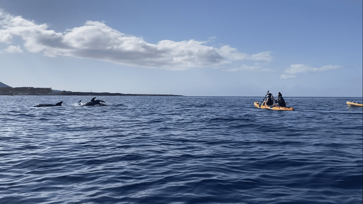 image n.19 of Los Cristianos: Kayak & Snorkel Tour with turtles and photos included activity in Arona, Tenerife, uploaded by supplier