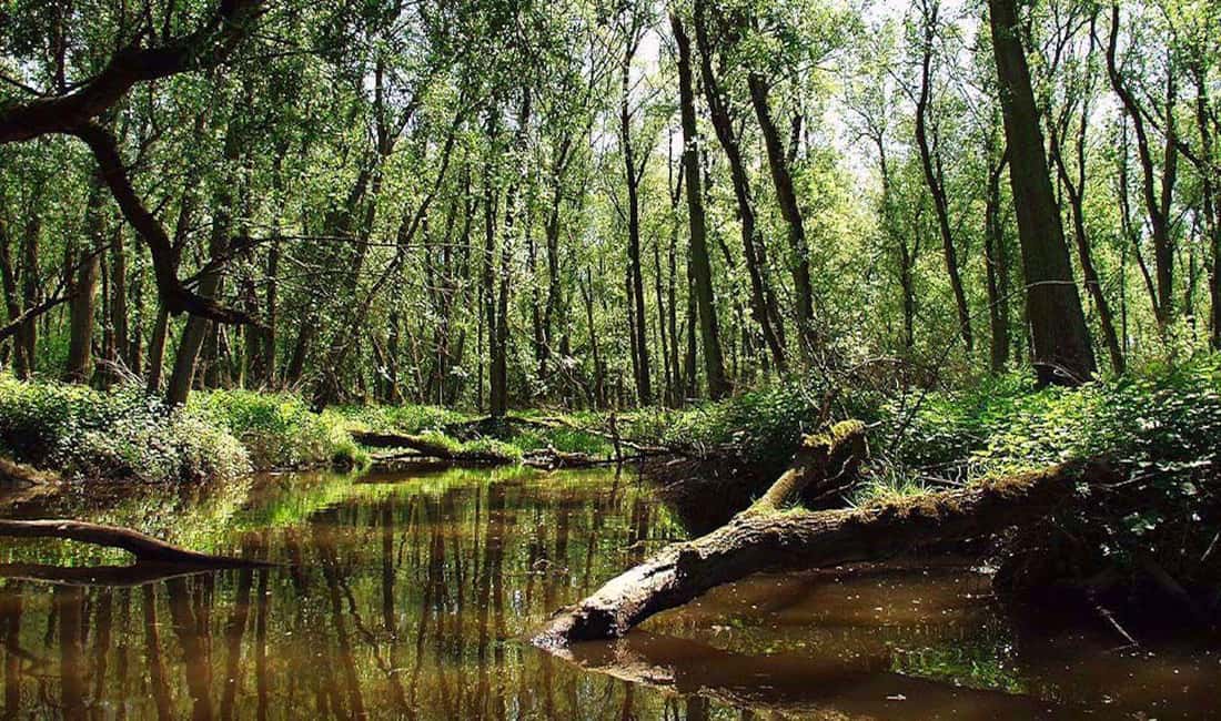 imagen n.º 11 de Biesbosch: Crucero en barco por el Parque Nacional actividad en Drimmelen, subida por el proveedor