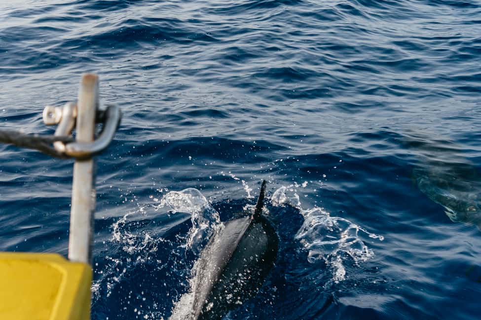 image n.11 of Lanzarote: 2.5-Hour Sunset and Dolphins Cruise activity in Puerto del Carmen, uploaded by supplier