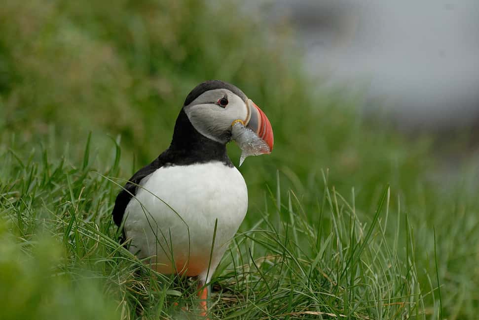 imagen n.º 10 de Reikiavik: excursión en tierra de habla alemana por el sur de Islandia en grupo reducido actividad en Reikiavik, subida por el proveedor