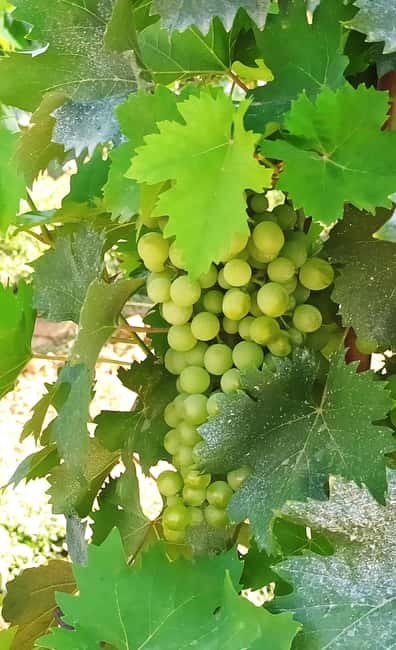 image n.9 of Visit Pisa & Lucca with lunch in a family-run winery activity in Pisa, uploaded by supplier