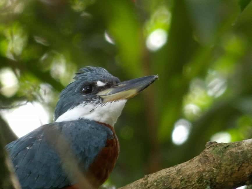 image n.17 of Carara National Park: Best Tour Carara National Park-One Day activity in Puntarenas Province, uploaded by supplier