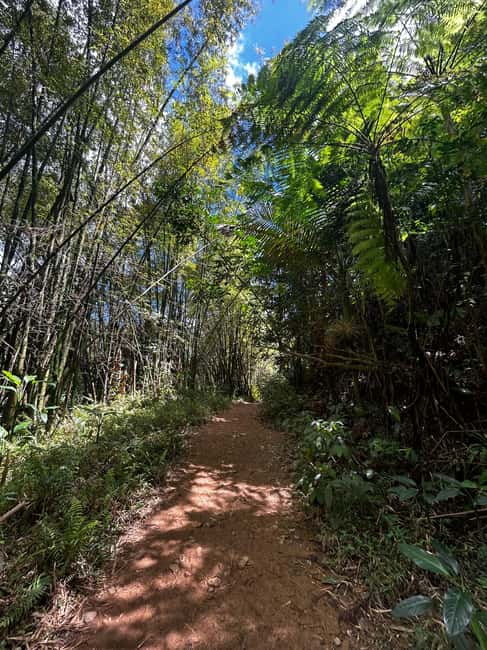 billede nr.12 af aktiviteten El Yunque Rainforest: Vandfald, vandrutsjebaner og reb-sving i Río Grande, Puerto Rico, uploadet af udbyder