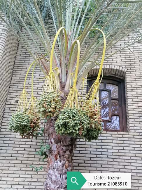 image n.4 of From Yasmine Hammamet/Kantaoui: 2-Day Sahara Tour with Meals activity in Tozeur Governorate, uploaded by supplier