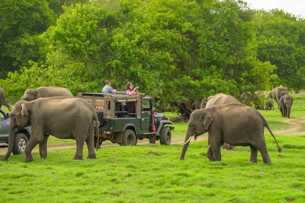 imagem n.5 de Minneriya: Safári noturno privado no Parque Nacional Minneriya atividade em Centro-Norte, Sri Lanka, carregada pelo fornecedor