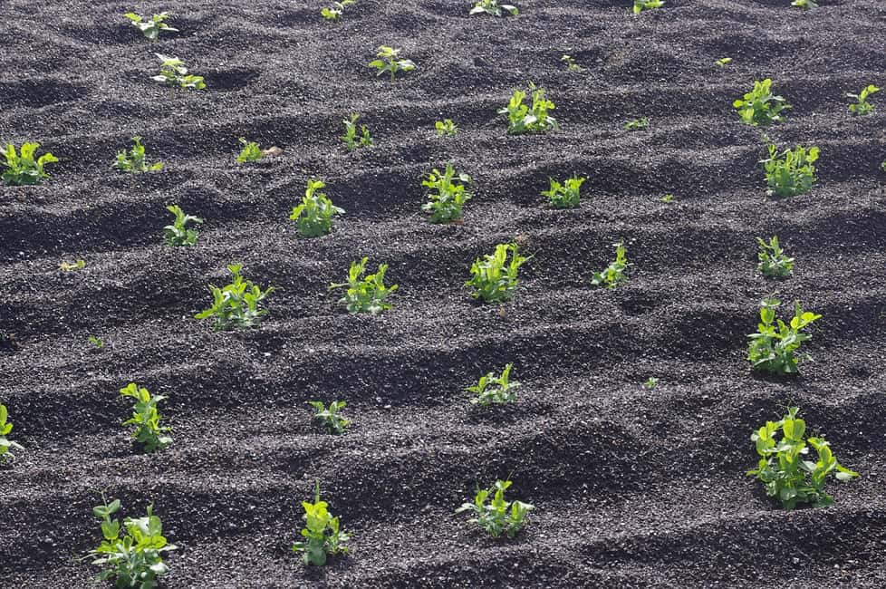 image n.4 of Lanzarote: Guided Day Trip to Timanfaya Park & Lago Verde activity in Yaiza, Lanzarote, uploaded by supplier