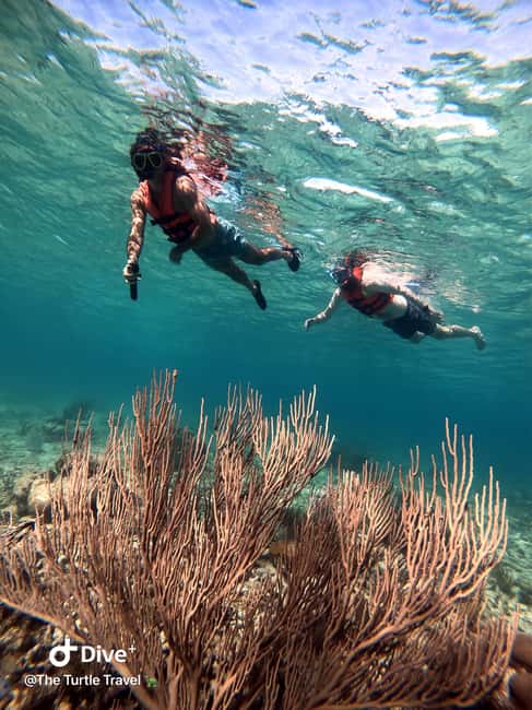 image n.24 of Akumal: Guided Turtle Snorkeling Tour and pictures activity in Akumal, uploaded by supplier