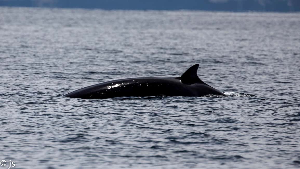 Obraz nr 8 z atrakcji Dingle: Wonders of Blasket Islands Sea Life Wycieczkowy rejs łodzią w Munster, przesłany przez organizatora
