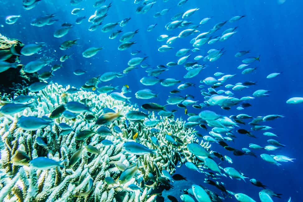 image n.3 of From Bali: 3 Snorkeling Spots Tour to Lembongan and Penida activity in Denpasar, uploaded by supplier
