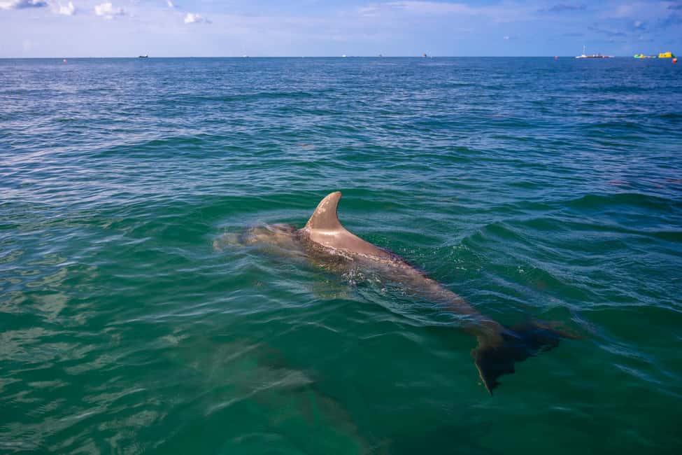 imagen n.º 1 de Delfines y snorkel en Cayo Hueso actividad en Estados Unidos, subida por el proveedor