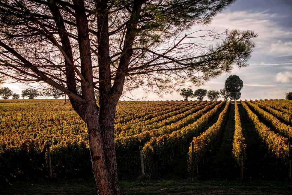 Immagine nº 38 di Montefalco: Tour della cantina e del vigneto e degustazione privata attività a Montefalco, caricata dal fornitore