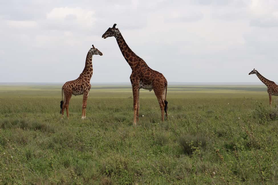 image n.3 of 3-Day Experience Wildlife and Hot Air Balloon Adventures activity in Mara Region, uploaded by supplier