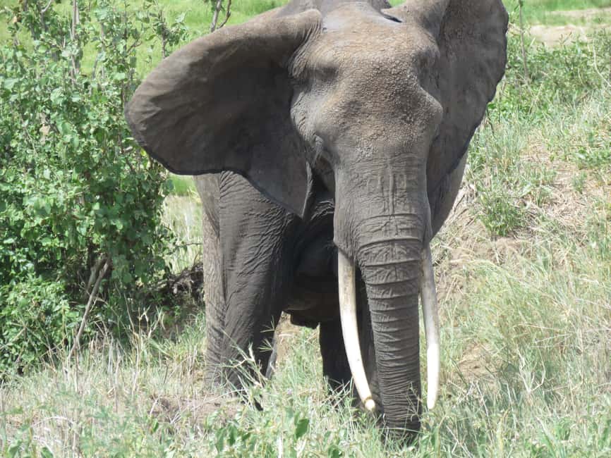 image n.2 of Two Days Shared Safari to Tarangire & Ngorongoro Crater activity in Arusha (Region), uploaded by supplier