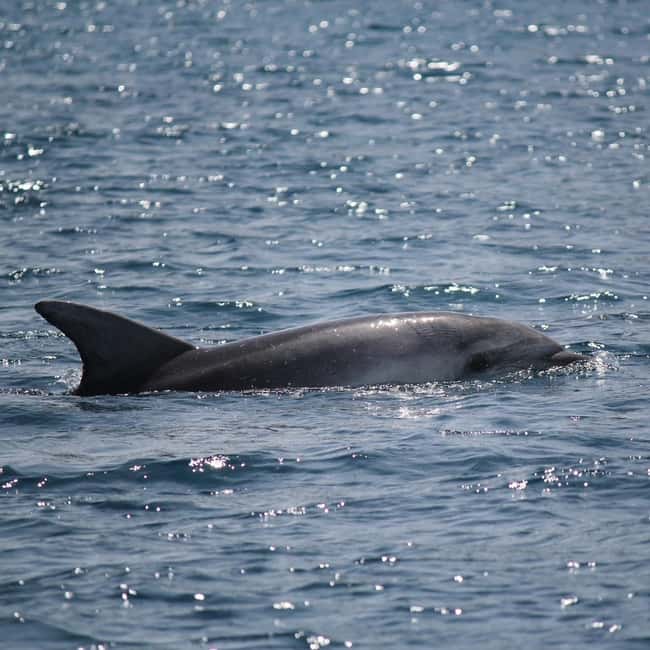 Bild Nr. 11 von Olbia: Bootstour mit Delfinbeobachtung und Schnorcheln Aktivität in Sardinien, hochgeladen vom Anbieter