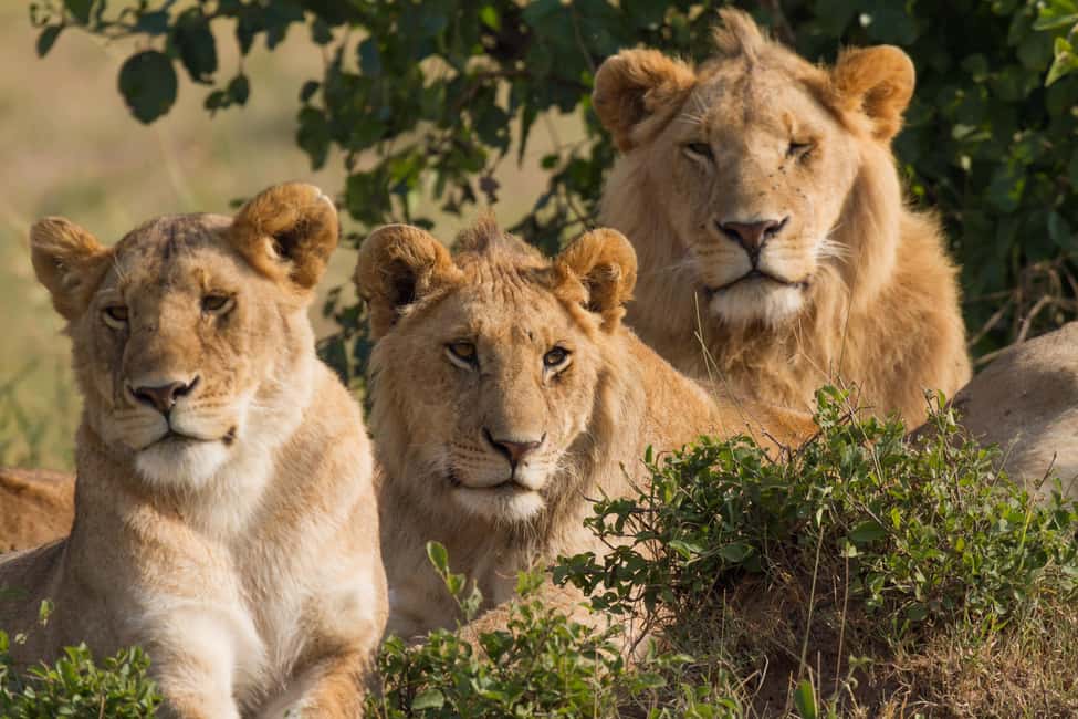 image n.5 of From Nairobi :3 days 2 nights Masai Mara Group 4WD Safari activity in Central Kenya, uploaded by supplier