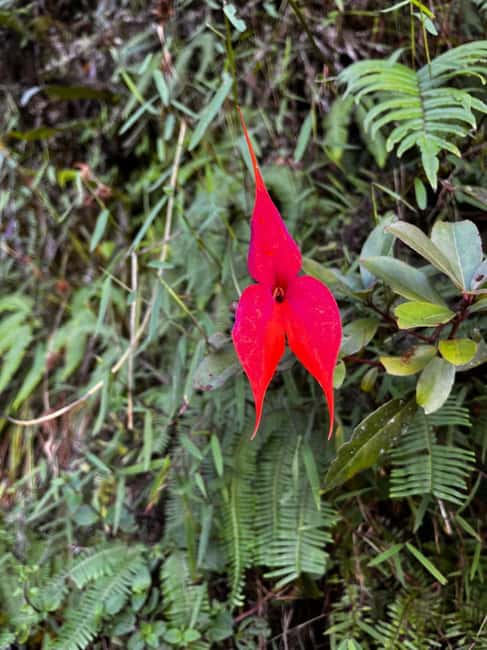 image n.2 of Huaynapicchu Mountain Entry Ticket activity in Urubamba, uploaded by supplier
