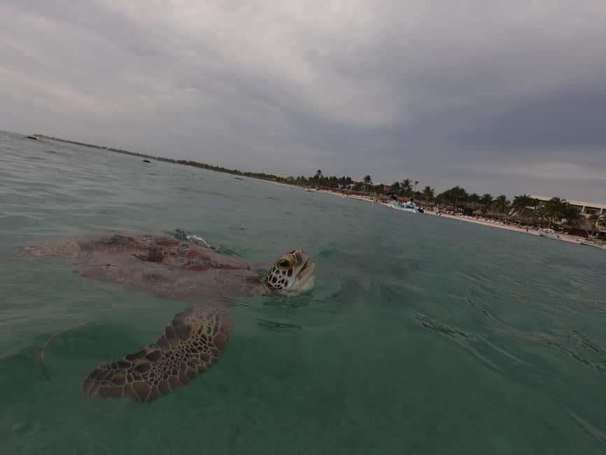 afbeelding n.2 van Akumal: Snorkelen met zeeschildpadden en koralen activiteit in Akumal, geüpload door aanbieder