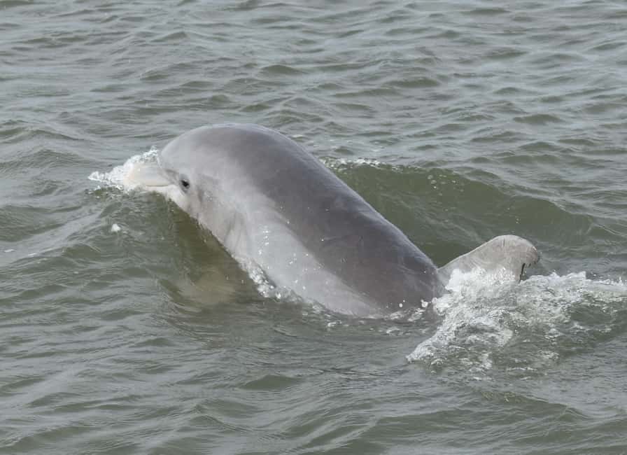 image n.13 of Charleston: Morris Island Dolphin Cruise with Beachcombing activity in Charleston, uploaded by supplier
