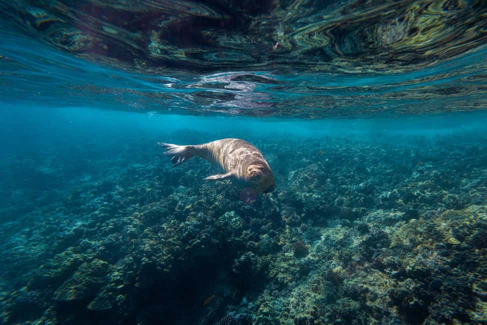 image n.14 of Maui: Molokini Snorkel and Performance Sail with Lunch activity in Hawaii, uploaded by supplier