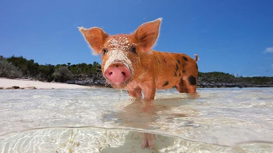 Image N°10 de Depuis Nassau : Nager avec des cochons Safari activité à Nassau, Bahamas, publiée par le prestataire