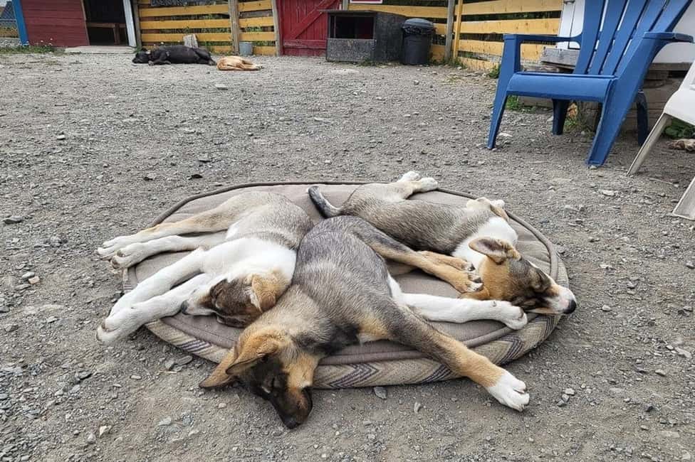 Image N°7 de Skagway : Visite en bus de la route du Klondike et du Yukon avec Husky Kennel activité à Skagway, publiée par le prestataire