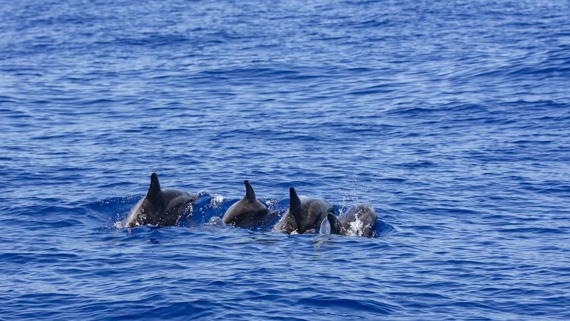 image n.7 of All Inclusive Mirissa Whale and Dolphin Watching Boat Ride activity in Mirissa, uploaded by supplier