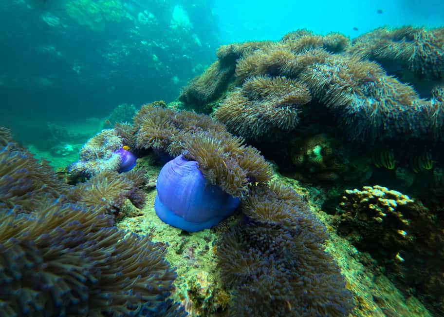 billede nr.20 af aktiviteten Privat charterbåd rundt i snorkelparadiset Koh Tao i Ko Tao, uploadet af udbyder
