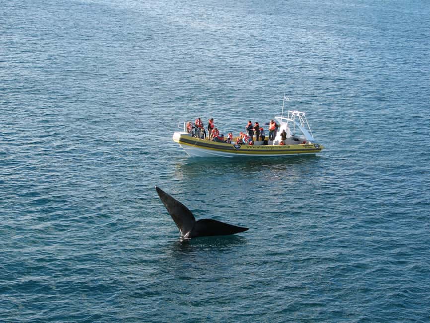 Bild Nr. 20 von Puerto Piramides: Walbeobachtungstour mit dem Boot Aktivität in Argentinien, hochgeladen vom Anbieter
